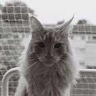 Maine Coon (3)