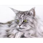 Maine Coon