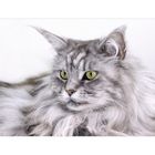 Maine Coon