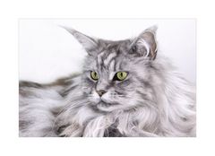 Maine Coon