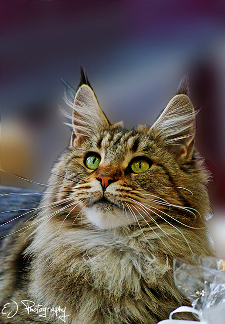 Maine Coon