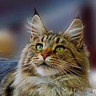 Maine Coon