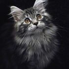 Maine Coon