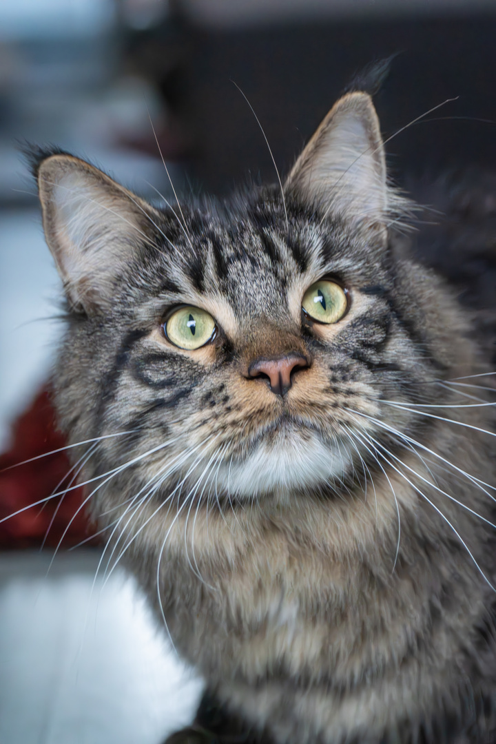 Maine Coon 