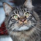 Maine Coon 