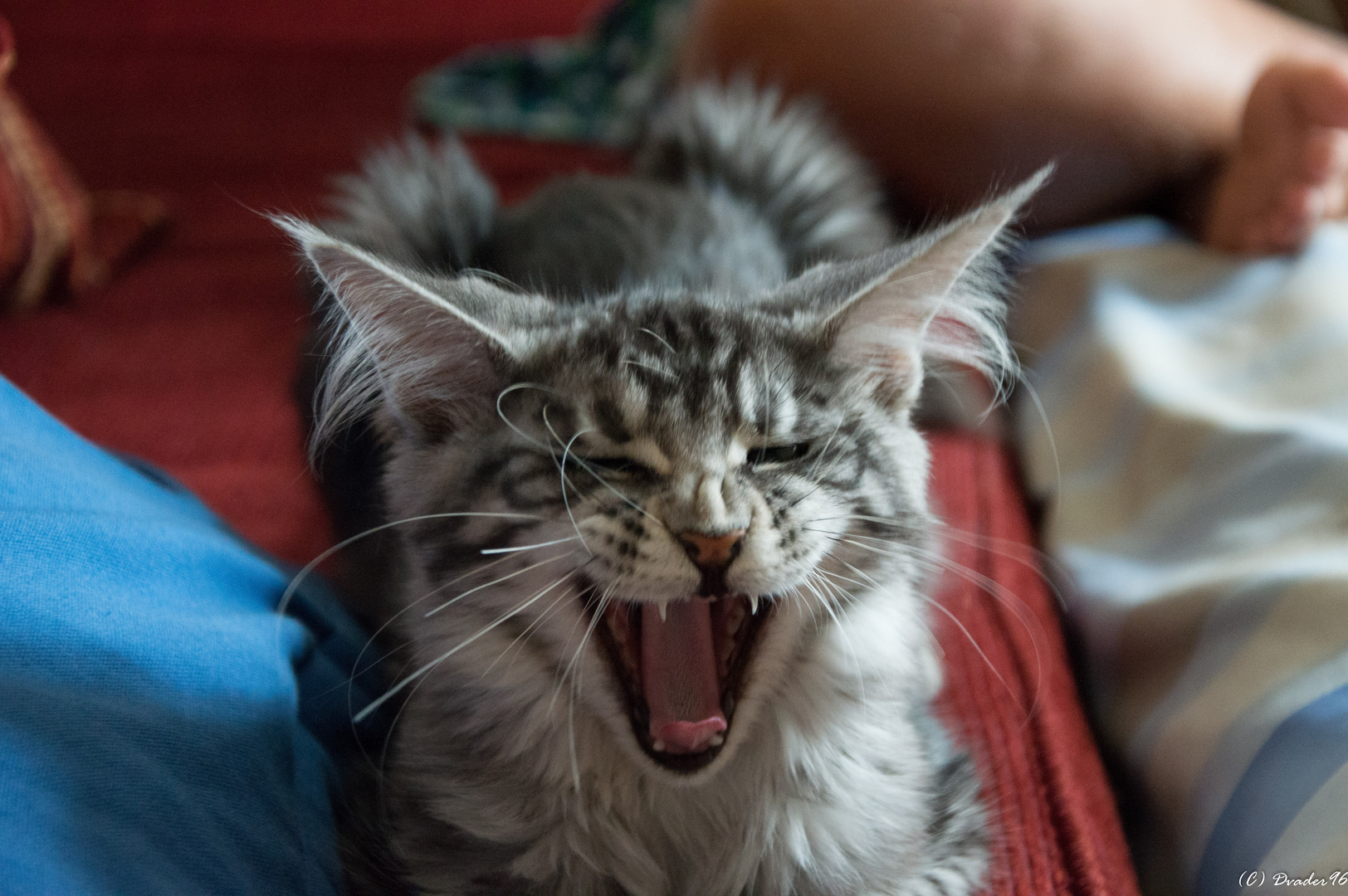 maine coon