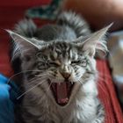 maine coon