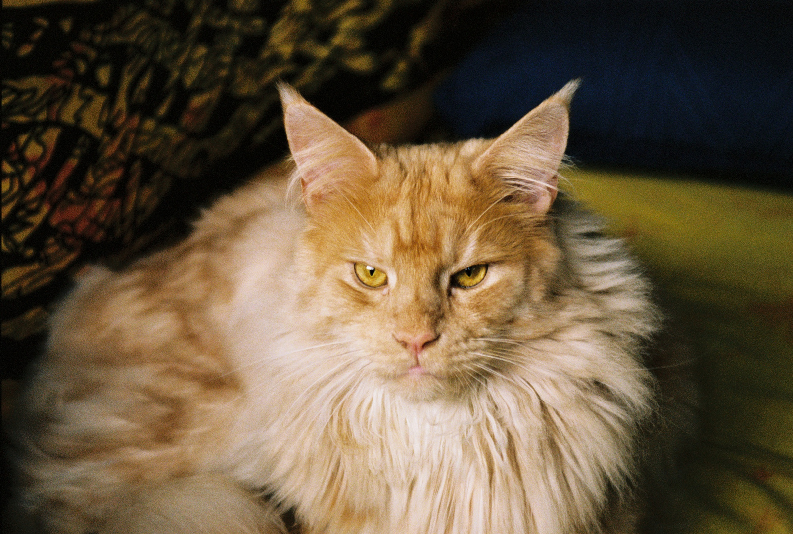 Maine Coon (4)