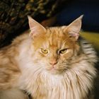 Maine Coon (4)