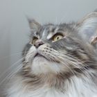Maine Coon ...