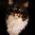 Maine Coon