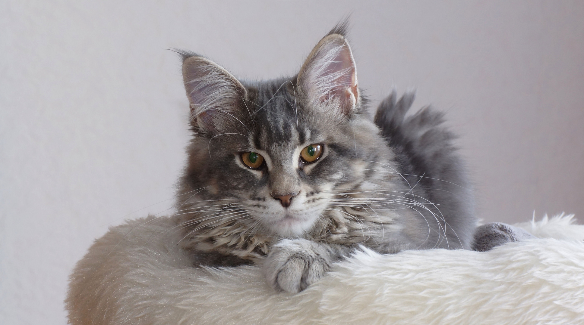 Maine Coon