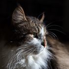 Maine Coon