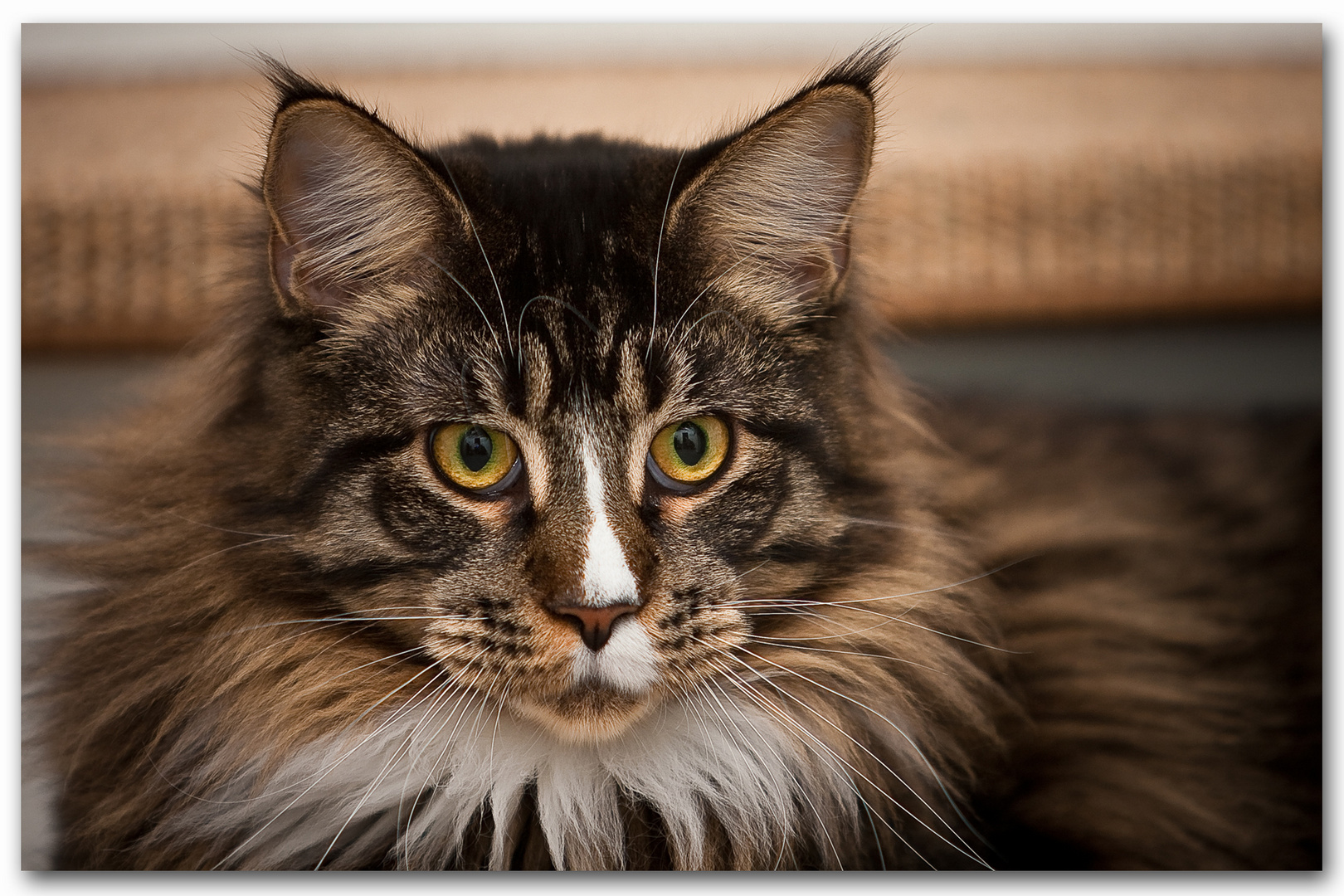 Maine-Coon