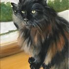 Maine Coon