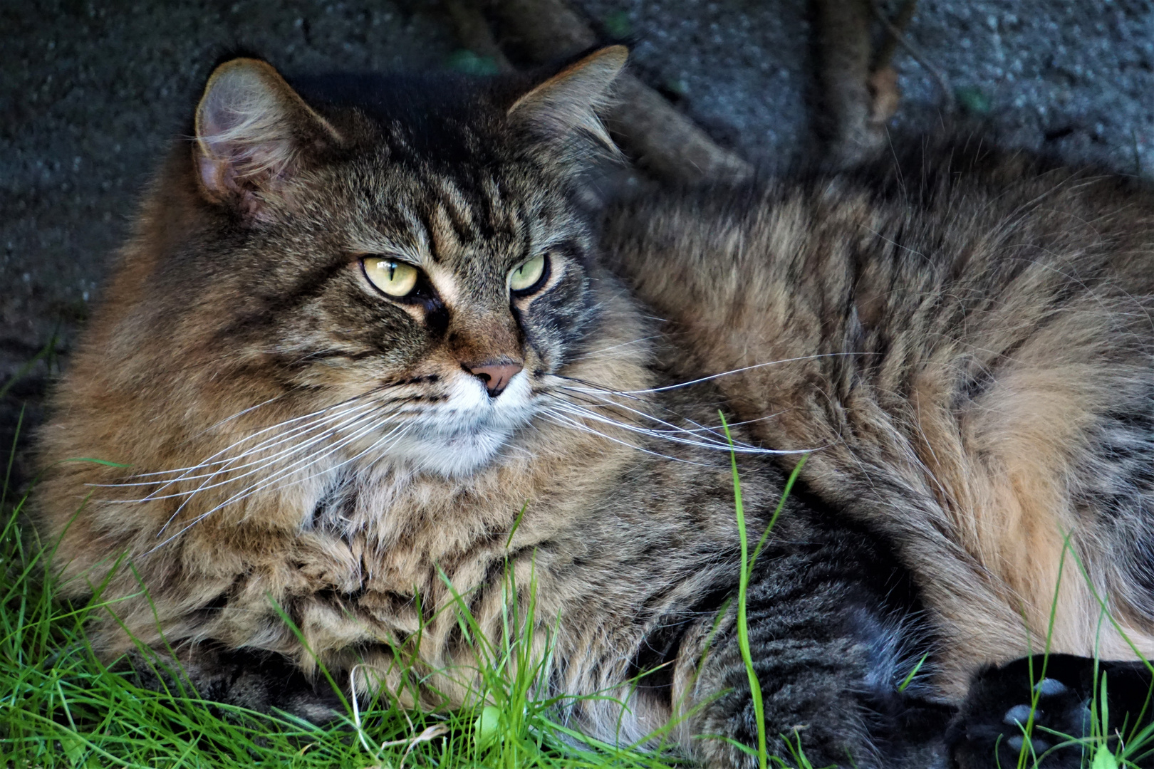 Maine Coon