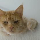 Maine Coon (6)