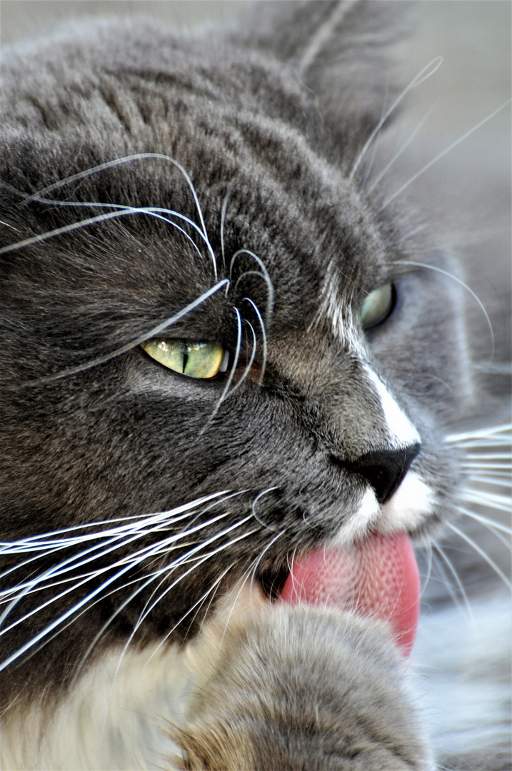 Maine Coon