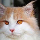 Maine Coon