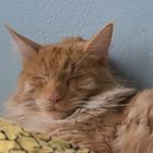 Maine Coon (7)