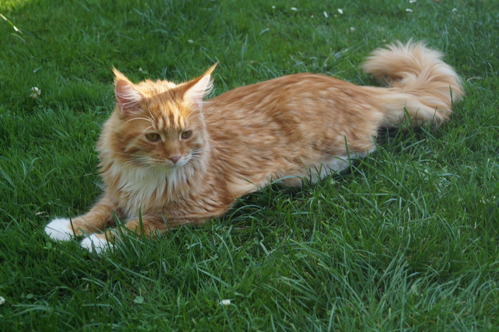 Maine Coon