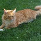 Maine Coon