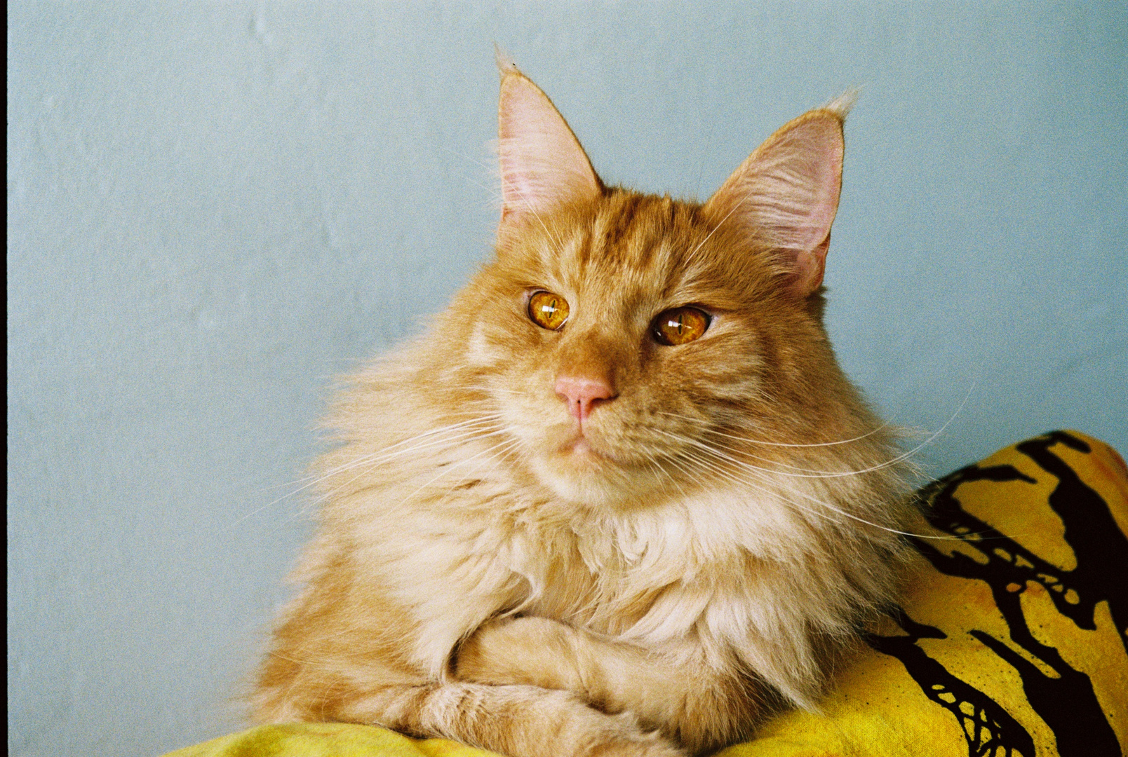 Maine Coon (8)