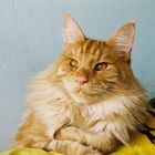 Maine Coon (8)