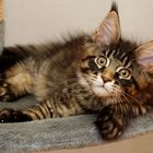 Maine Coon