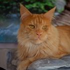 Maine Coon (9)