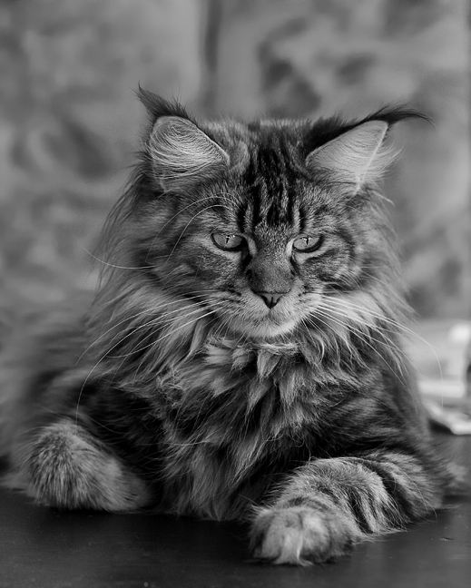 Maine Coon