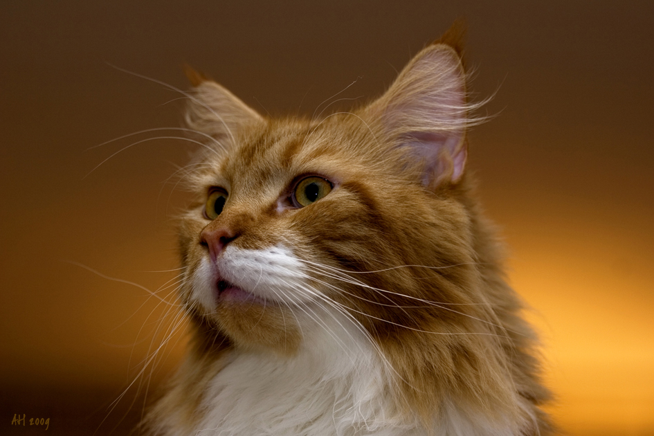 Maine Coon