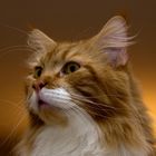 Maine Coon