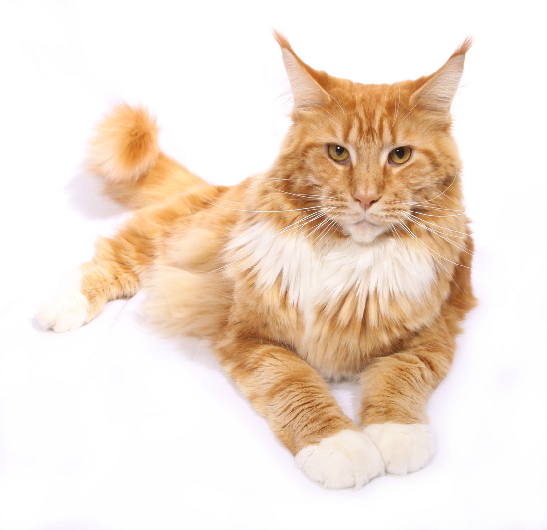 Maine Coon