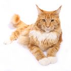 Maine Coon