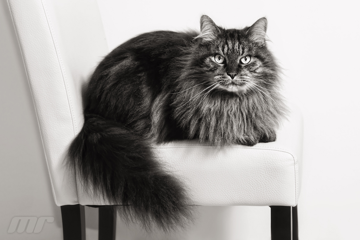 Maine Coon