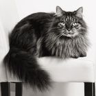 Maine Coon