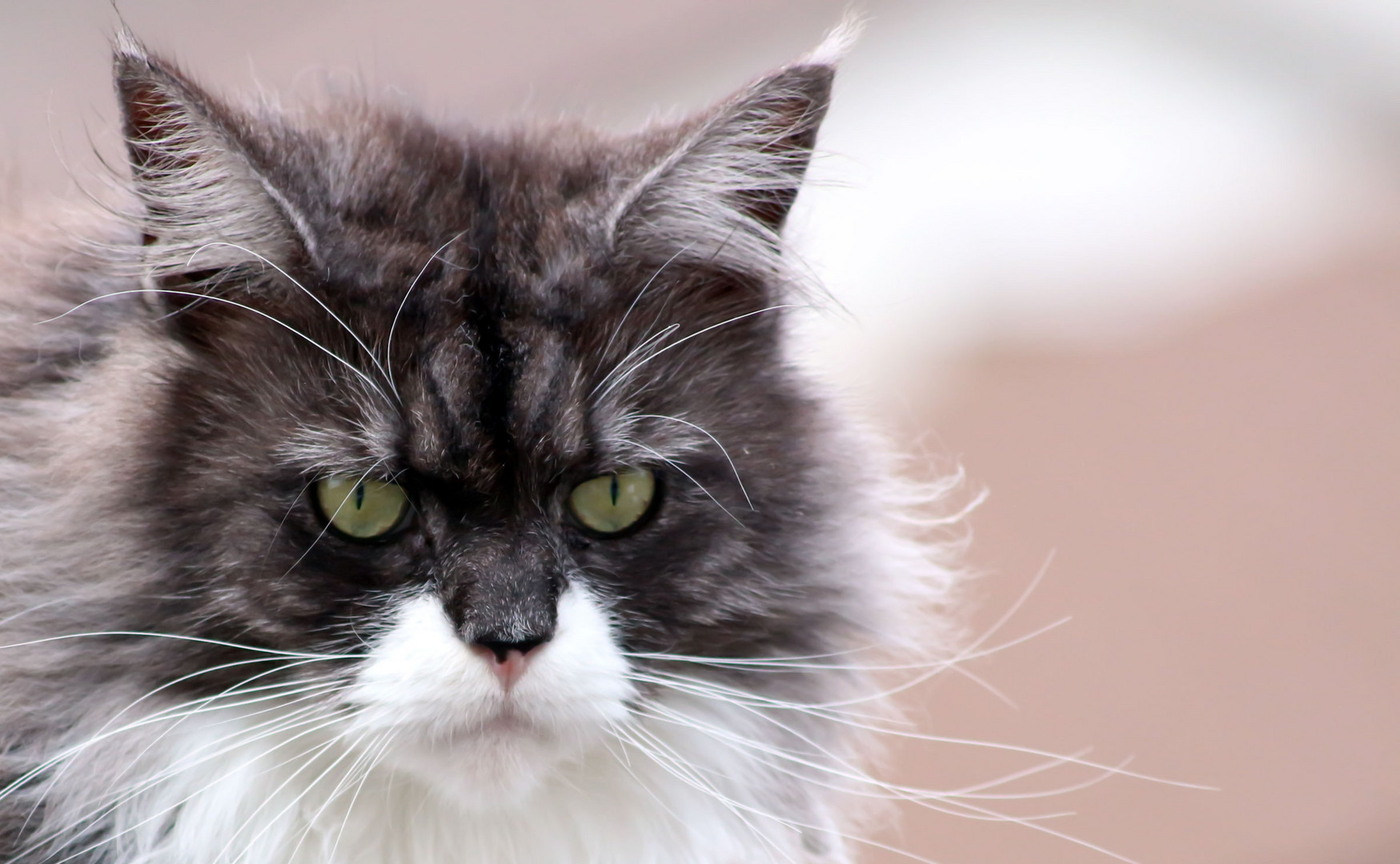 Maine Coon