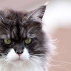 Maine Coon