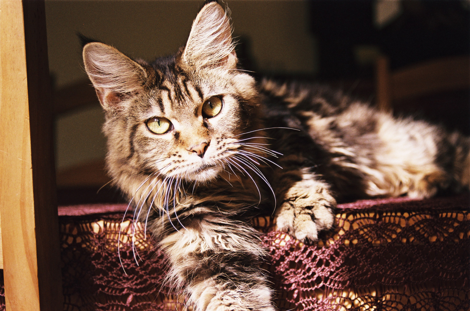 maine coon au repos