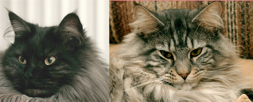 Maine Coon Augen