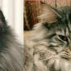 Maine Coon Augen