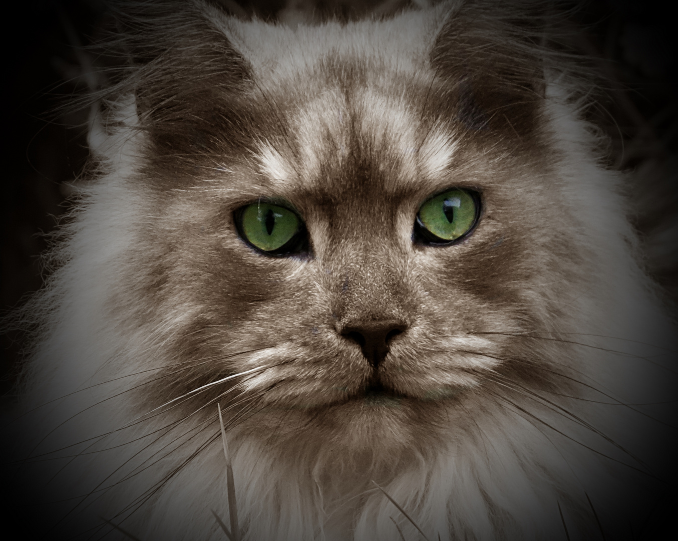 Maine Coon