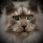 Maine Coon