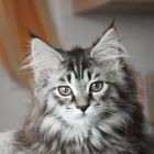 Maine Coon Baby