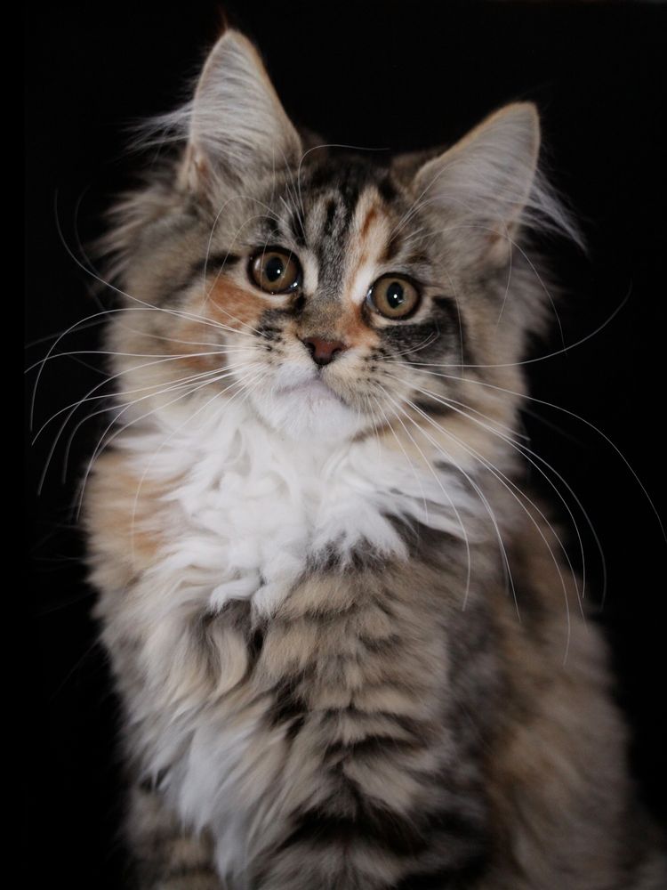 Maine Coon Baby