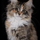 Maine Coon Baby