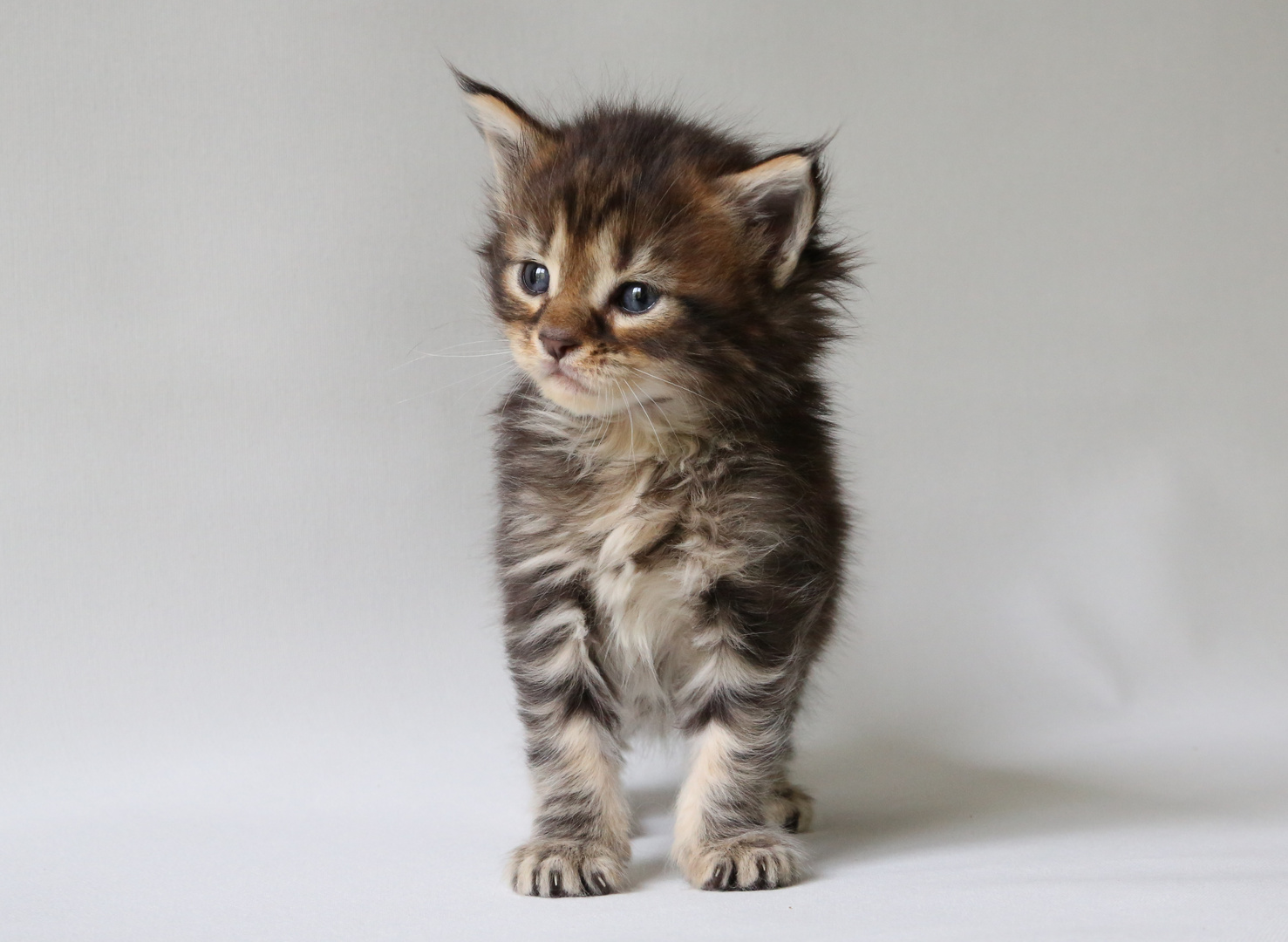 Maine Coon Baby