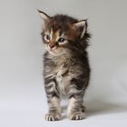 Maine Coon Baby