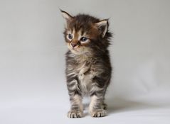 Maine Coon Baby